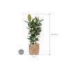 Plant in Pot Ficus Elastica Robusta 125 cm kamerplant in Bohemian Bamboo 37 cm bloempot