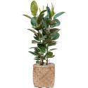 Plant in Pot Ficus Elastica Robusta 125 cm kamerplant in Bohemian Bamboo 37 cm bloempot