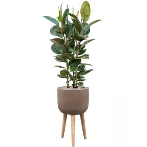 Plant in Pot Ficus Elastica Robusta 150 cm kamerplant in Refined Retro With Feet Brown 36 cm bloempot