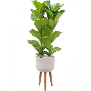 Plant in Pot Ficus Lyrata 160 cm kamerplant in Refined Retro With Feet Natural White 36 cm bloempot