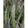 Plant in Pot Sansevieria Kirkii 90 cm kamerplant in Rough Black Washed 25 cm bloempot