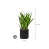 Plant in Pot Sansevieria Kirkii 90 cm kamerplant in Rough Black Washed 25 cm bloempot