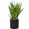 Plant in Pot Sansevieria Kirkii 90 cm kamerplant in Rough Black Washed 25 cm bloempot