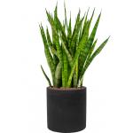 Plant in Pot Sansevieria Kirkii 90 cm kamerplant in Rough Black Washed 25 cm bloempot