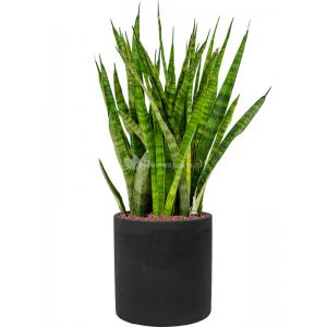 Plant in Pot Sansevieria Kirkii 90 cm kamerplant in Rough Black Washed 25 cm bloempot