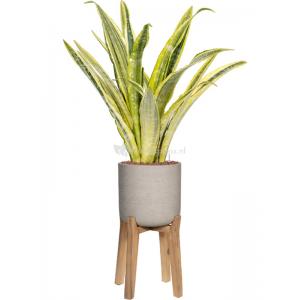 Plant in Pot Sansevieria Trifasciata Lauren 110 cm kamerplant in Rough With Feet High Grey Washed 32 cm bloempot