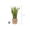 Plant in Pot Sansevieria Trifasciata Laurentii 110 cm kamerplant in Bohemian Bamboo 37 cm bloempot