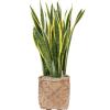 Plant in Pot Sansevieria Trifasciata Laurentii 110 cm kamerplant in Bohemian Bamboo 37 cm bloempot