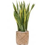 Plant in Pot Sansevieria Trifasciata Laurentii 110 cm kamerplant in Bohemian Bamboo 37 cm bloempot