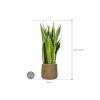 Plant in Pot Sansevieria Zeylanica 110 cm kamerplant in Bohemian Straw Grass 35 cm bloempot