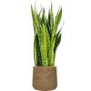 Plant in Pot Sansevieria Zeylanica 110 cm kamerplant in Bohemian Straw Grass 35 cm bloempot