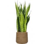 Plant in Pot Sansevieria Zeylanica 110 cm kamerplant in Bohemian Straw Grass 35 cm bloempot