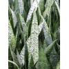 Plant in Pot Sansevieria Zeylanica 95 cm kamerplant in Rough Black Washed 25 cm bloempot