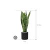 Plant in Pot Sansevieria Zeylanica 95 cm kamerplant in Rough Black Washed 25 cm bloempot