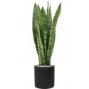 Plant in Pot Sansevieria Zeylanica 95 cm kamerplant in Rough Black Washed 25 cm bloempot