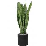 Plant in Pot Sansevieria Zeylanica 95 cm kamerplant in Rough Black Washed 25 cm bloempot