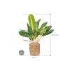 Plant in Pot Aglaonema Key Lime 105 cm kamerplant in Bohemian Bamboo 31 cm bloempot