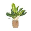 Plant in Pot Aglaonema Key Lime 105 cm kamerplant in Bohemian Bamboo 31 cm bloempot