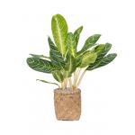 Plant in Pot Aglaonema Key Lime 105 cm kamerplant in Bohemian Bamboo 31 cm bloempot