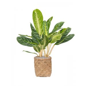 Plant in Pot Aglaonema Key Lime 105 cm kamerplant in Bohemian Bamboo 31 cm bloempot