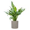 Plant in Pot Aglaonema Miss Julliete 70 cm kamerplant in Rough Grey Washed 20 cm bloempot