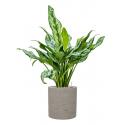 Plant in Pot Aglaonema Miss Julliete 70 cm kamerplant in Rough Grey Washed 20 cm bloempot
