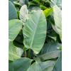 Plant in Pot Philodendron Imperial Green 70 cm kamerplant in Rough Grey Washed 25 cm bloempot