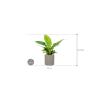 Plant in Pot Philodendron Imperial Green 70 cm kamerplant in Rough Grey Washed 25 cm bloempot