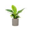 Plant in Pot Philodendron Imperial Green 70 cm kamerplant in Rough Grey Washed 25 cm bloempot