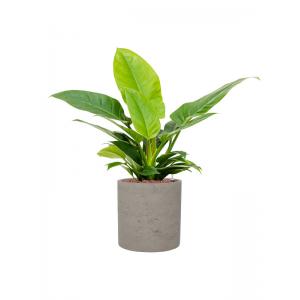 Plant in Pot Philodendron Imperial Green 70 cm kamerplant in Rough Grey Washed 25 cm bloempot