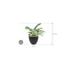 Plant in Pot Philodendron Narrow 65 cm kamerplant in Rough Black Washed 32 cm bloempot