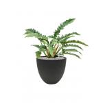 Plant in Pot Philodendron Narrow 65 cm kamerplant in Rough Black Washed 32 cm bloempot