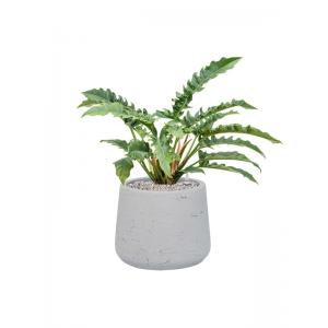 Plant in Pot Philodendron Narrow 65 kamerplant in Rough White Washed 34 cm bloempot