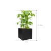 Plant in Pot Schefflera Actinophylla Amate 120 cm kamerplant in Fiberstone Black 50x50 bloempot