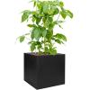 Plant in Pot Schefflera Actinophylla Amate 120 cm kamerplant in Fiberstone Black 50x50 bloempot