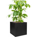 Plant in Pot Schefflera Actinophylla Amate 120 cm kamerplant in Fiberstone Black 50x50 bloempot