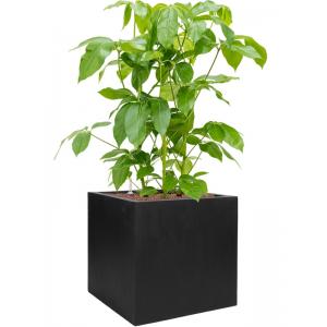 Plant in Pot Schefflera Actinophylla Amate 120 cm kamerplant in Fiberstone Black 50x50 bloempot