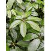Plant in Pot Schefflera Actinophylla Amate 155 cm kamerplant in Fiberstone Grey 30x30 bloempot