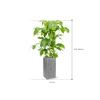 Plant in Pot Schefflera Actinophylla Amate 155 cm kamerplant in Fiberstone Grey 30x30 bloempot