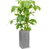 Plant in Pot Schefflera Actinophylla Amate 155 cm kamerplant in Fiberstone Grey 30x30 bloempot