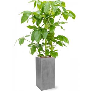 Plant in Pot Schefflera Actinophylla Amate 155 cm kamerplant in Fiberstone Grey 30x30 bloempot