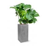 Plant in Pot Monstera Deliciosa 130 cm kamerplant in Fiberstone Grey 30x30 cm bloempot