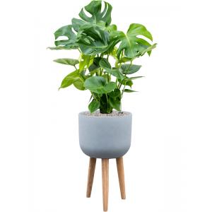 Plant in Pot Monstera Deliciosa 130 cm kamerplant in Refined Retro With Feet Grey 36 cm bloempot