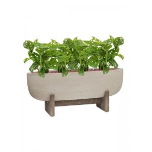 Plant in Pot Monstera Obliqua 45 cm kamerplant in Cement With Feet Beige Washed 75x24 cm bloempot
