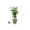 Plant in Pot Dracaena Fragrans Cintho 110 cm kamerplant in Terra Cotta Grijs 35 cm bloempot