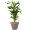 Plant in Pot Dracaena Fragrans Cintho 110 cm kamerplant in Terra Cotta Grijs 35 cm bloempot