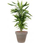 Plant in Pot Dracaena Fragrans Cintho 110 cm kamerplant in Terra Cotta Grijs 35 cm bloempot