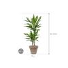 Plant in Pot Dracaena Fragrans Cintho 95 cm kamerplant in Terra Cotta Grijs 24 cm bloempot