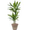 Plant in Pot Dracaena Fragrans Cintho 95 cm kamerplant in Terra Cotta Grijs 24 cm bloempot