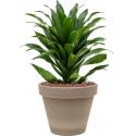 Plant in Pot Dracaena Fragrans Compacta 50 cm kamerplant in Terra Cotta Grijs 24 cm bloempot